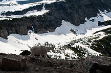 A Mountain Goat Strolling By