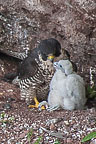 Falcon & Chick