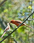 2 Cardinals