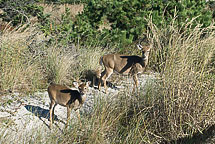 Fire Island Deer