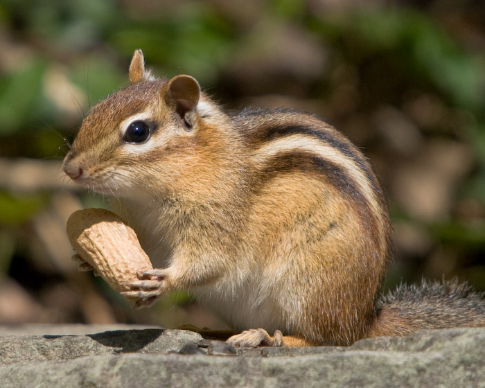 Pictures and Photos, Picture of a Chipmunk , Picture of a Chipmunk , Images of Chipmunk , Chipmunk pictures