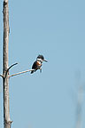 Kingfisher Sterling Nature Center