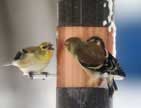 2 Gold Finches