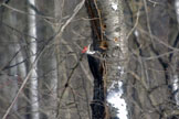 Pilated  or Pileated Woodpecker
