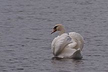 Fairhaven State Park Swan