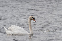 Fairhaven State Park Swan