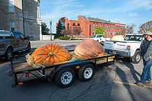 The Pumpkins Arrive