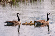 Canada Goose & Goslings
