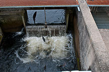 Salmon River Fish Hatchery